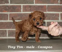 Tiny Tim (toy), a male Cavapoo for sale in Clarkrange, TN – 3 of 5