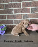 Diamond, a female Cocker Spaniel and Poodle - Miniature  for sale in Clarkrange, TN – 4 of 6