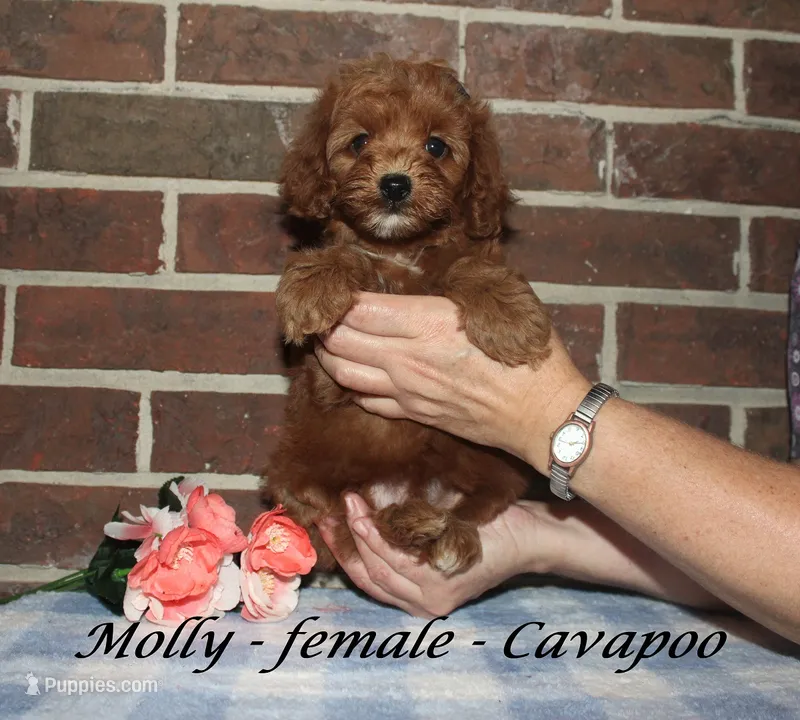 Molly – Cavapoo puppy for sale in Clarkrange, TN