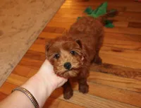 Sweetie, a female Cavapoo for sale in Clarkrange, TN – Photo 9 of 10