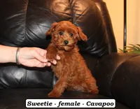 Sweetie, a female Cavapoo for sale in Clarkrange, TN – Photo 3 of 10