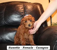 Sweetie, a female Cavapoo for sale in Clarkrange, TN – Photo 2 of 10