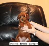 Sweetie, a female Cavapoo for sale in Clarkrange, TN – Photo 5 of 10