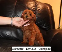 Sweetie, a female Cavapoo for sale in Clarkrange, TN – Photo 4 of 10