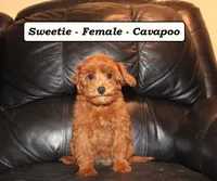 Sweetie, a female Cavapoo for sale in Clarkrange, TN – Photo 1 of 10