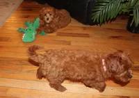 Sweetie, a female Cavapoo for sale in Clarkrange, TN – Photo 10 of 10