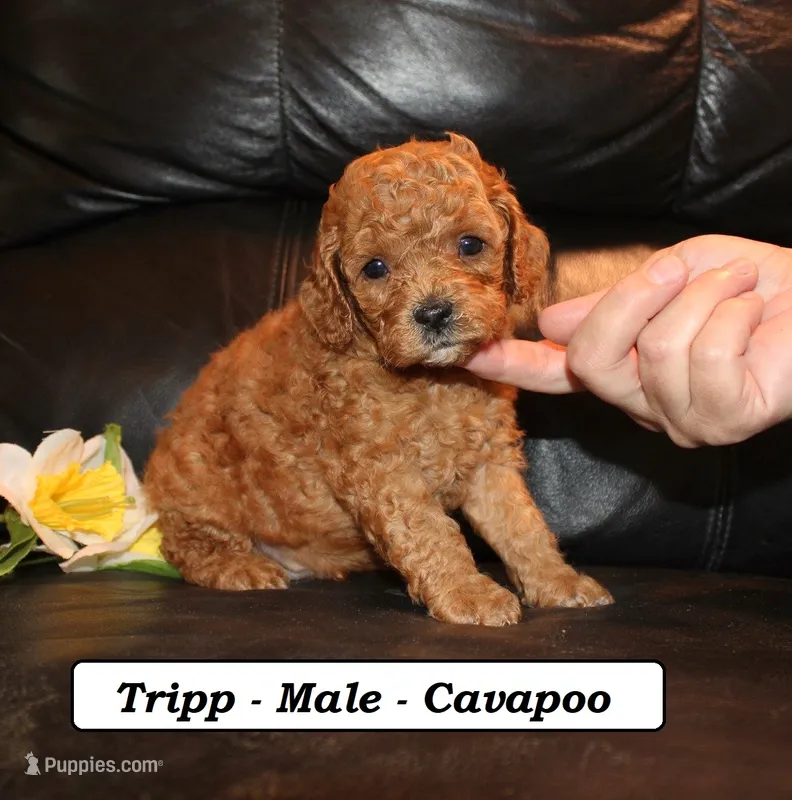 Tripp – Cavapoo puppy for sale in Clarkrange, TN