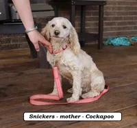 Star, a male Cockapoo for sale in Clarkrange, TN – 8 of 8