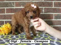 Gigi, a female Cavapoo for sale in Clarkrange, TN – 2 of 6
