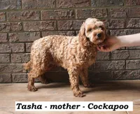 Teddy, a male Cockapoo for sale in Clarkrange, TN – 6 of 6
