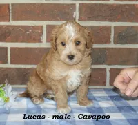 Lucas, a male Cavapoo for sale in Clarkrange, TN – 3 of 10