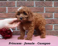 Princess, a female Cavapoo for sale in Clarkrange, TN – 2 of 6