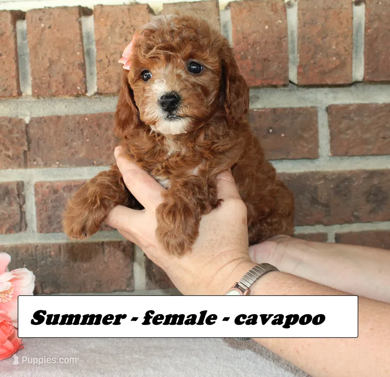 Summer – Cavapoo puppy for sale in Clarkrange, TN