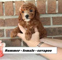Summer, a female Cavapoo for sale in Clarkrange, TN – 1 of 6