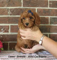 Luna, a female Cockapoo for sale in Clarkrange, TN – 2 of 6