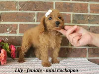 Lilly, a female Cockapoo for sale in Clarkrange, TN – 3 of 6