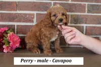 Perry , a male Cavapoo for sale in Clarkrange, TN – 3 of 6