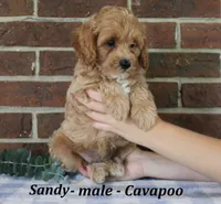 Sandy, a male Cavapoo for sale in Clarkrange, TN – 2 of 6