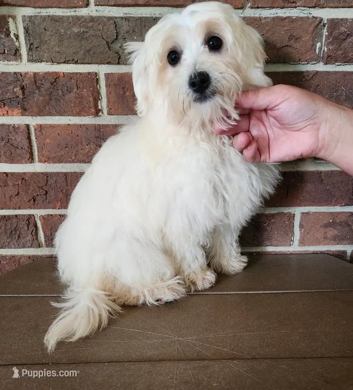 Sierra – Shihpoo puppy for sale in Clarkrange, TN
