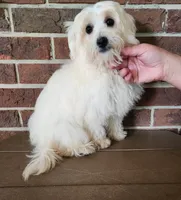 Sierra, a female Shihpoo for sale in Clarkrange, TN – 1 of 8