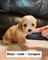 Blaze , a male Cavapoo for sale in Clarkrange, TN – Photo 2 of 5