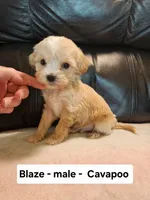 Blaze , a male Cavapoo for sale in Clarkrange, TN – Photo 3 of 5