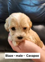 Blaze , a male Cavapoo for sale in Clarkrange, TN – Photo 1 of 5