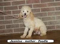 Blaze , a male Cavapoo for sale in Clarkrange, TN – Photo 4 of 5