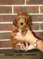Skipper, a male Cockapoo for sale in Clarkrange, TN – 3 of 5