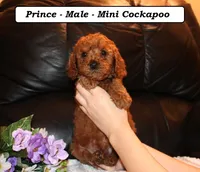 processed/a2d0cde6-820f-4a8c-a686-47213e8e9917/listing/27943bbf-3927-4271-99bf-629653b8f534/bc5ba368-cb94-4faa-838d-ecc919cb4346