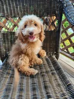 Mickey, a male Cavapoo for sale in Clarkrange, TN – 6 of 8
