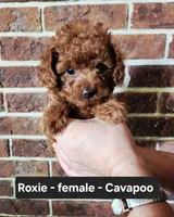 Roxie, a female Cavapoo for sale in Clarkrange, TN – 6 of 8