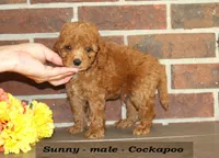 Sunny, a male Cockapoo for sale in Clarkrange, TN – 2 of 5