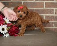 Roxie, a female Cavapoo for sale in Clarkrange, TN – 2 of 8