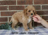 Sprite, a male Cavapoo for sale in Clarkrange, TN – 3 of 6