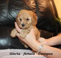Gloria, a female Cavapoo for sale in Clarkrange, TN – Photo 2 of 7