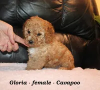 Gloria, a female Cavapoo for sale in Clarkrange, TN – Photo 4 of 7