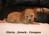 Gloria, a female Cavapoo for sale in Clarkrange, TN – Photo 3 of 7