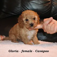 Gloria, a female Cavapoo for sale in Clarkrange, TN – Photo 1 of 7