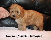 Gloria, a female Cavapoo for sale in Clarkrange, TN – Photo 5 of 7