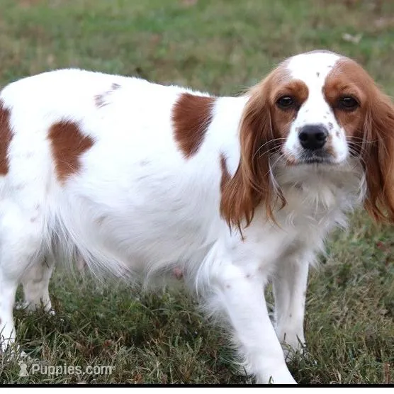 Penny, a female Cavapoo for sale in Clarkrange, TN – Photo 6 of 7