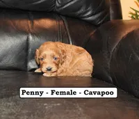 Penny, a female Cavapoo for sale in Clarkrange, TN – Photo 2 of 7