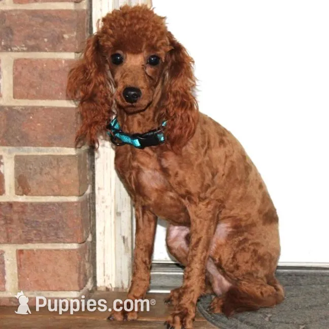 Penny, a female Cavapoo for sale in Clarkrange, TN – Photo 7 of 7