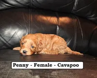 Penny, a female Cavapoo for sale in Clarkrange, TN – Photo 4 of 7