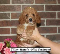 Tillie, a female Cockapoo for sale in Clarkrange, TN – 2 of 6