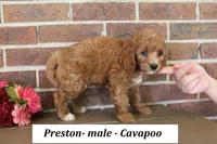 Preston, a male Cavapoo for sale in Clarkrange, TN – 4 of 6