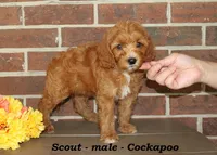 Scout , a male Cockapoo for sale in Clarkrange, TN – 2 of 8
