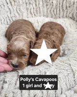 Princess, a female Cavapoo for sale in Clarkrange, TN – 2 of 4