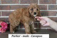 Parker, a male Cavapoo for sale in Clarkrange, TN – 4 of 6