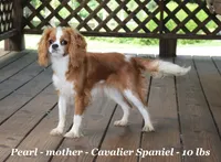 Petunia, a female Cavapoo for sale in Clarkrange, TN – 6 of 7